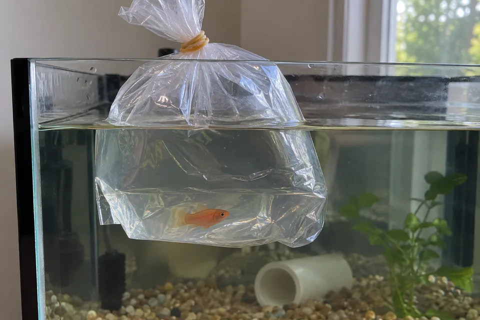 A closed transport bag floating at the water surface of a separate aquarium