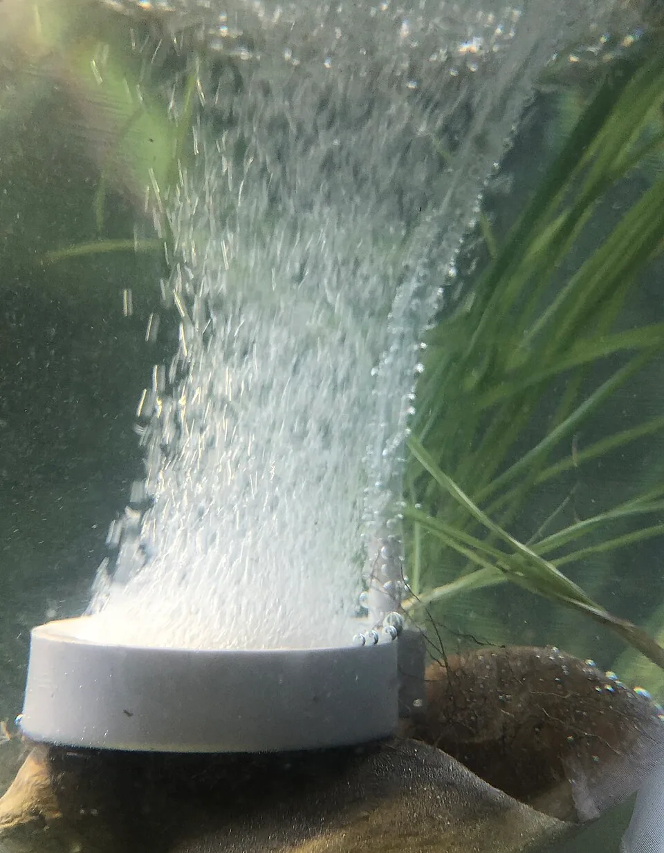 A disk air stone releasing a column of bubbles in an aquarium