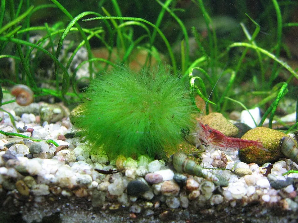 Filamentous green algae growing among aquarium plants