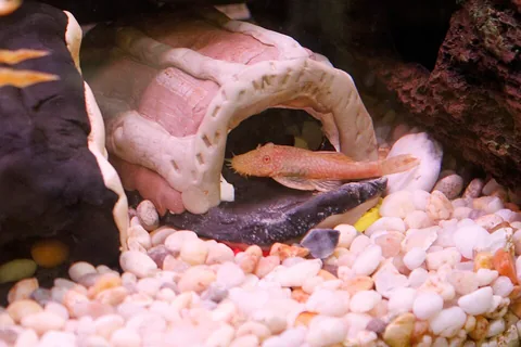 An albino bristlenose pleco at the entrance to a breeding cave