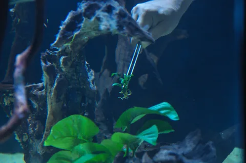 An aquascaper places a small Anubias plant with long tweezers