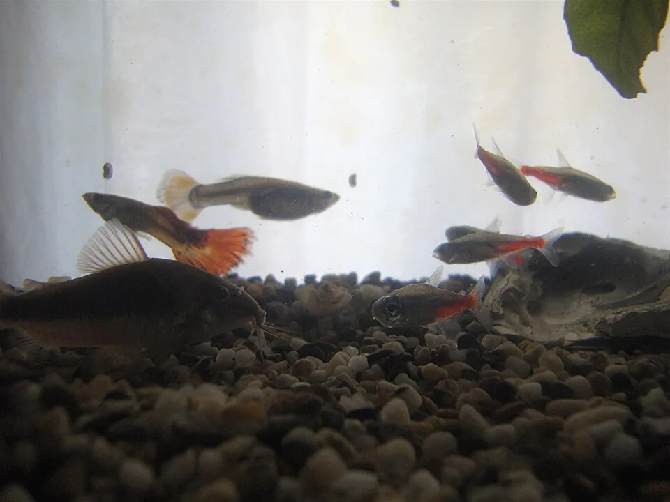 Guppies, tetras and a corydoras in a community aquarium